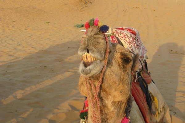 Pushkar Camel Safari